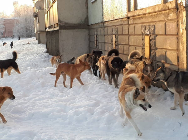 Бродячие собаки на улице и во дворе, как избавиться и куда обращаться