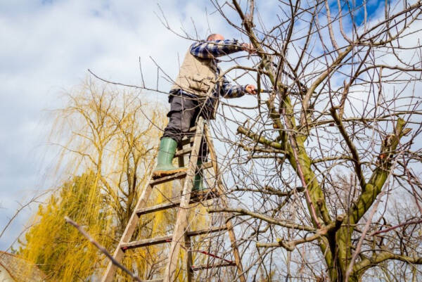 Обрезка деревьев и кустарников осенью: формирующая и омолаживающая