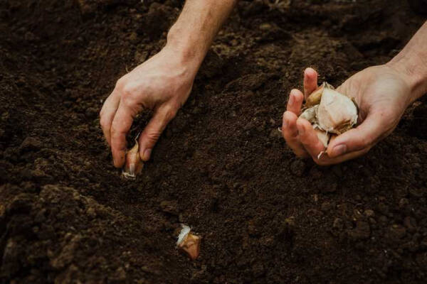 Основные принципы сбора и посадки семян чеснока для урожайного сезона