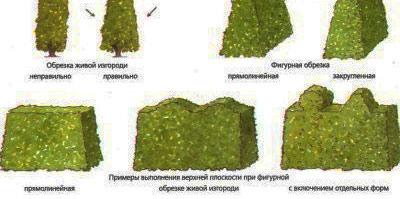 Как сделать декоративный забор из кустарника