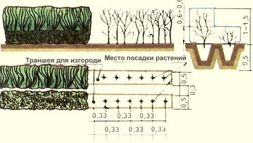 Зеленая изгородь на садовом участке