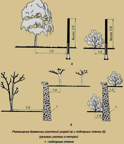 На каком расстоянии от забора сажают деревья